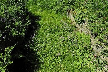 Oberer Haus Herzberger Teich Oberharzer Wasserwirtschaft Bilder